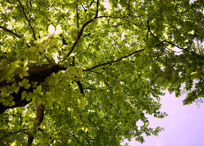 Hotel Boshotel - Vlodrop, Roermond Vlodrop