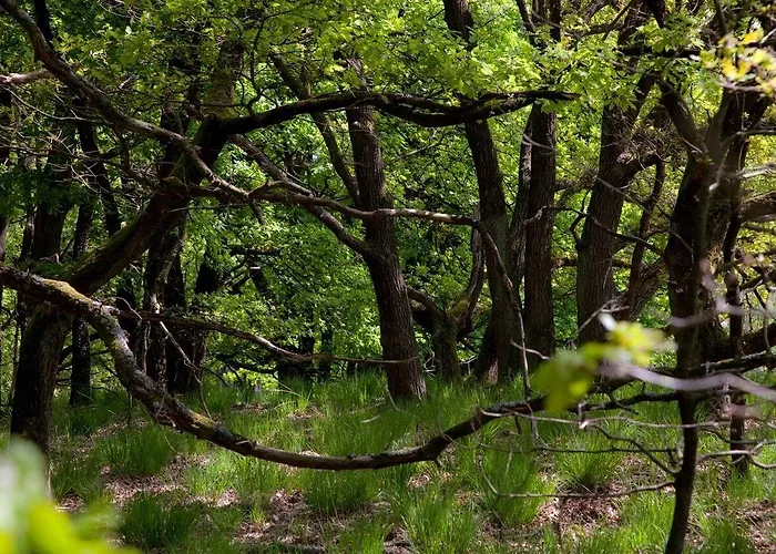 Boshotel - Vlodrop, Roermond Vlodrop