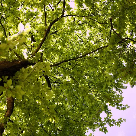 Hotel Boshotel - Vlodrop, Roermond Vlodrop