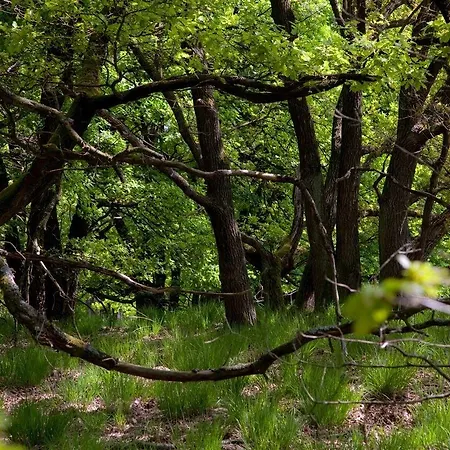 Boshotel - Vlodrop, Roermond Vlodrop